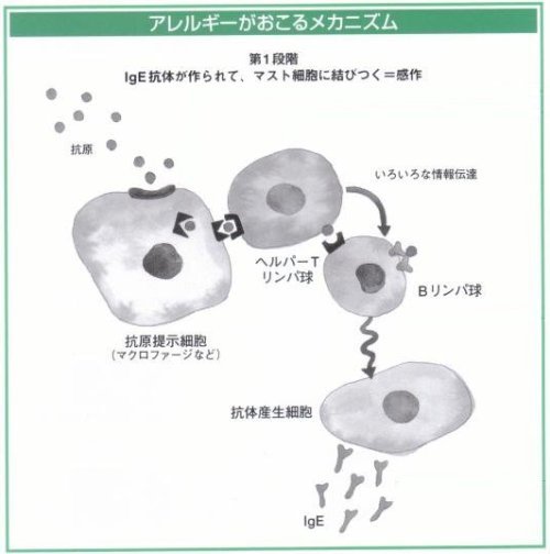 アレルギーがおこるメカニズム