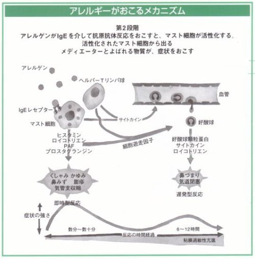 アレルギーがおこるメカニズム２