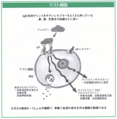 マスト細胞
